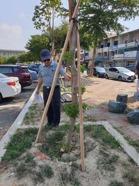 04台中世貿停車場改植樟樹存活現況現勘剪影