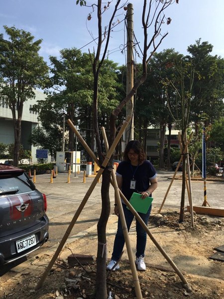 04 複驗世貿停車場周邊樟樹存活狀況