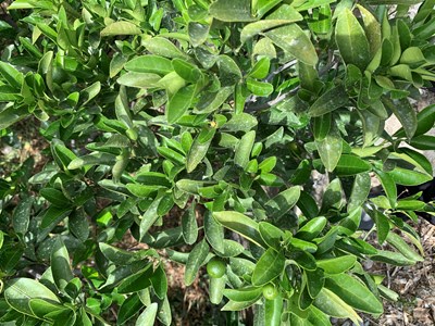 中市桶柑災損 0716前開放申請現金救助